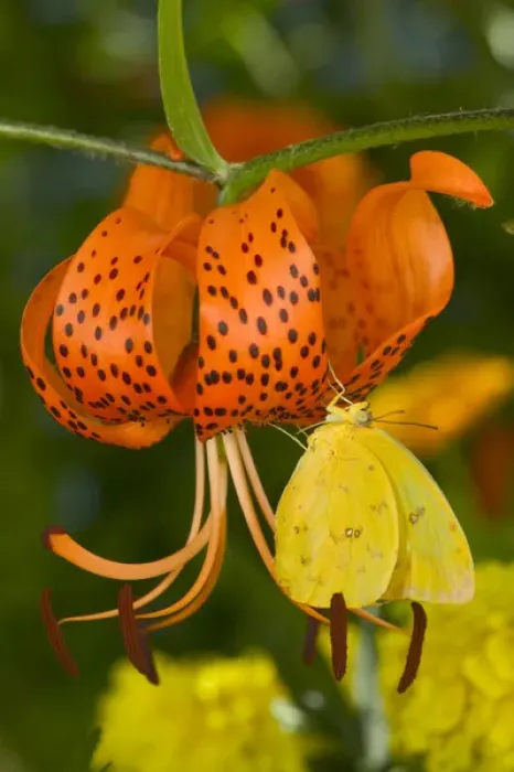 Framed Print : Sulphur Butterfly in the Phoebis family