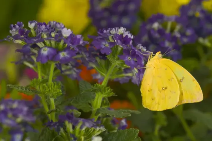 Framed Print : Sulphur Butterfly in the Phoebis family
