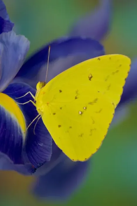 Framed Print : Sulphur Butterfly in the Phoebis family Framed Print : Sulphur Butterfly in the Phoebis family