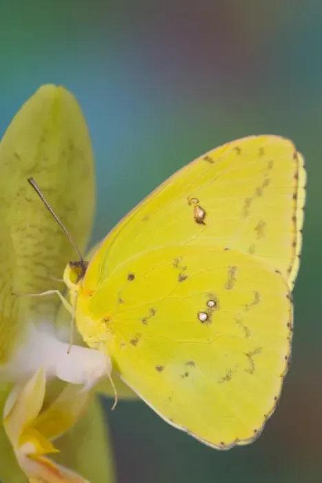 Framed Print : Sulphur Butterfly in the Phoebis family Framed Print : Sulphur Butterfly in the Phoebis family