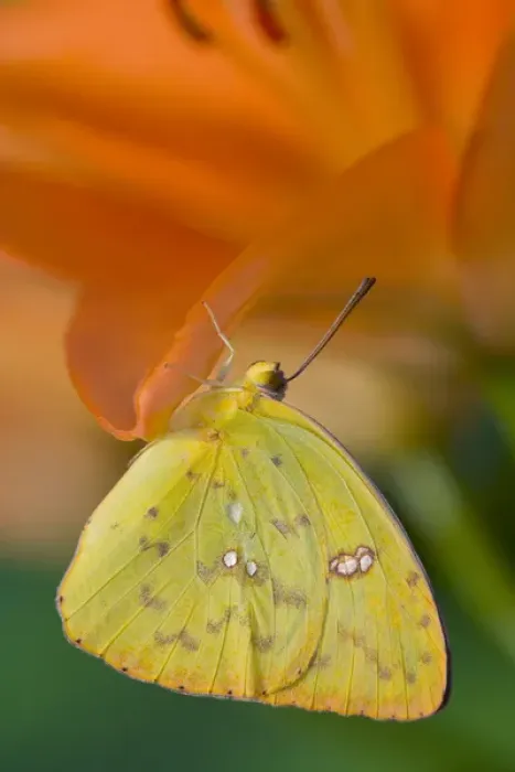 Framed Print : Sulphur Butterfly in the Phoebis family Framed Print : Sulphur Butterfly in the Phoebis family