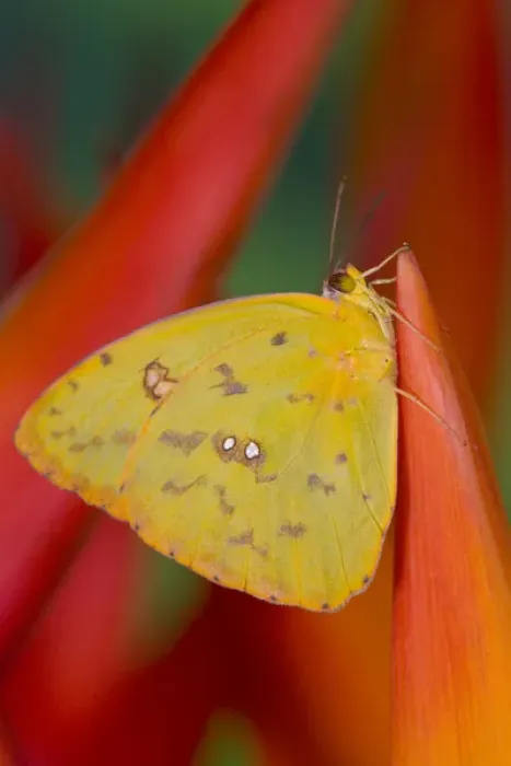 Framed Print : Sulphur Butterfly in the Phoebis family Framed Print : Sulphur Butterfly in the Phoebis family