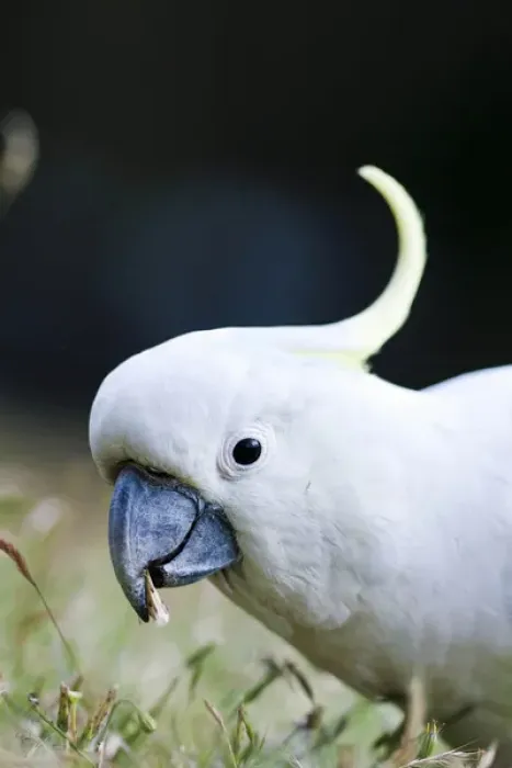 Framed Print : Sulphur-crested Cockatoo (Cacatua galerita) in the Grampians National Park, Australia