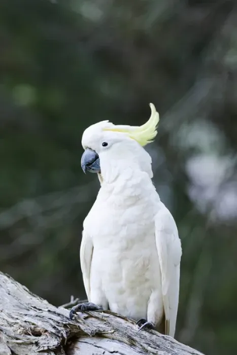 Framed Print : Sulphur-crested Cockatoo (Cacatua galerita) in the Grampians National Park, Australia, on tree