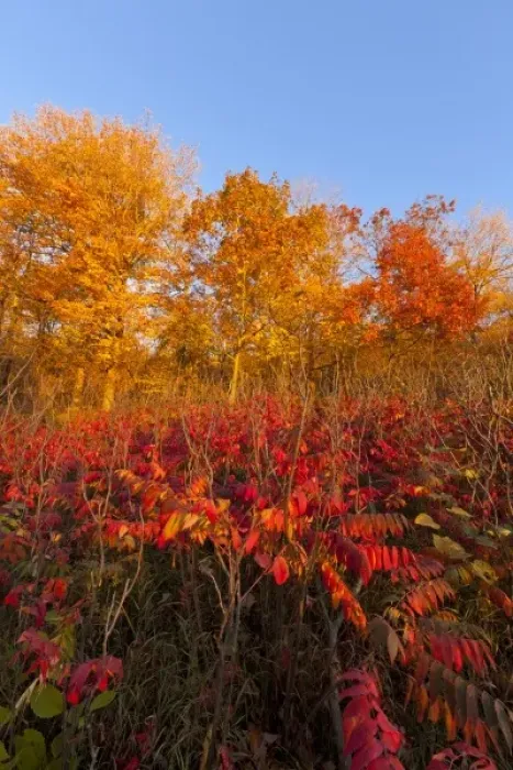 Framed Print : Sumac and maple trees autumn colors in Maplewood State Park near Pelican Rapids, Minnesota