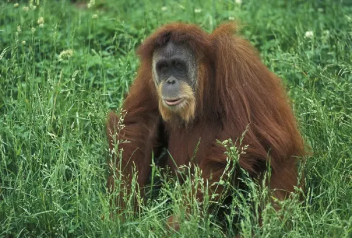 Framed Print : Sumatran Orangutan, Pongo pygmaeus Framed Print : Sumatran Orangutan, Pongo pygmaeus