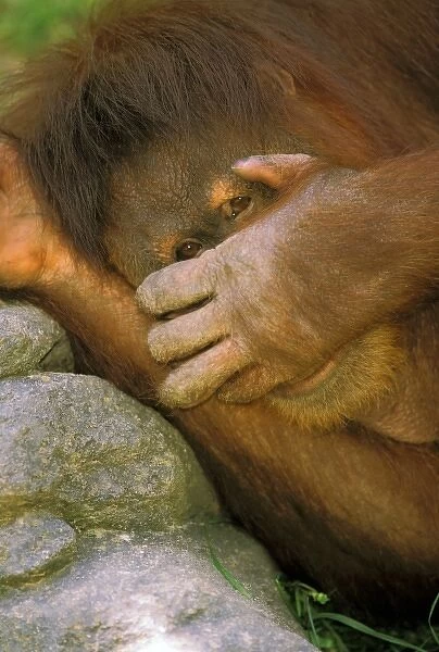 Sumatran Orangutan, or pongo pygmaeus abelii