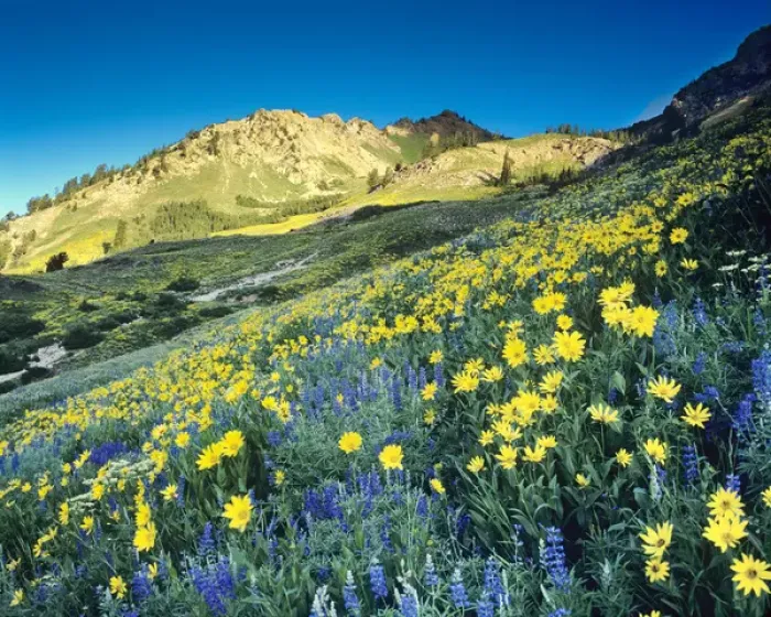 Framed Print : Summer Blue Lupine and Yellow Viguiera multiflora in Wasatch National Forest, Little