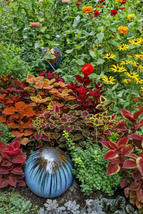 Framed Print : Summer flowers and coleus plants in bronze and reds, Sammamish, Washington State Framed Print : Summer flowers and coleus plants in bronze and reds, Sammamish, Washington State
