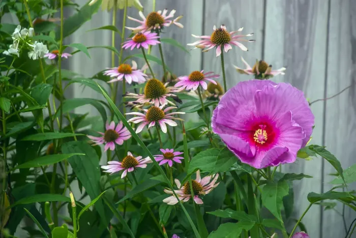 Framed Print : Summer garden flowers Framed Print : Summer garden flowers