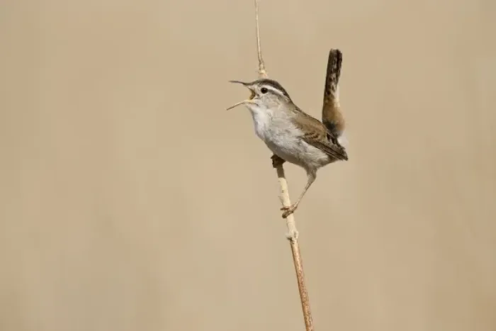 Framed Print : Summer Lake Wildife Area, Oreogn, A Marsh Wren (Cistothorus palustris) singing