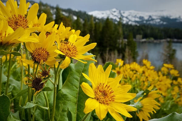 Summer, mule ear flowers flourish along the edges of Caples Lake in the Carson Pass area