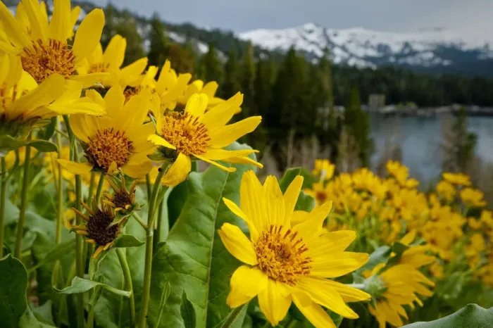 Framed Print : Summer, mule ear flowers flourish along the edges of Caples Lake in the Carson Pass area Framed Print : Summer, mule ear flowers flourish along the edges of Caples Lake in the Carson Pass area