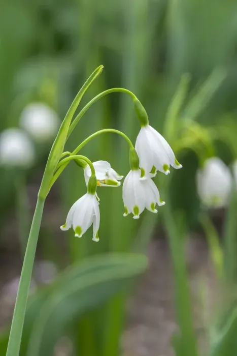 Framed Print : Summer Snowflake flowers, USA