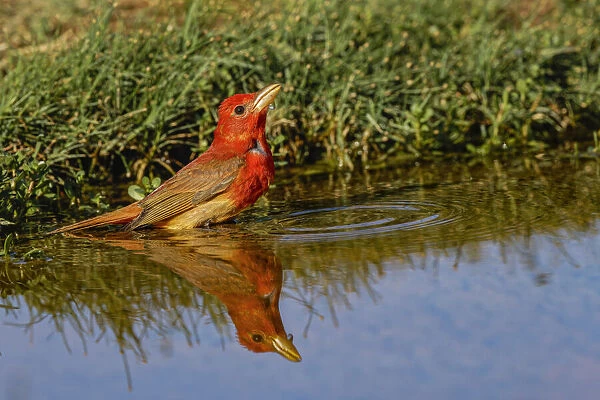Summer tanager drinking from small pond in the desert, Rio Grande Valley, Texas