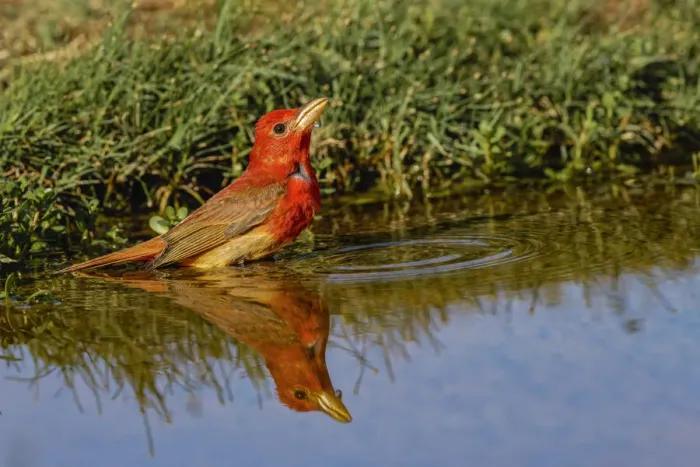 Framed Print : Summer tanager drinking from small pond in the desert, Rio Grande Valley, Texas Framed Print : Summer tanager drinking from small pond in the desert, Rio Grande Valley, Texas