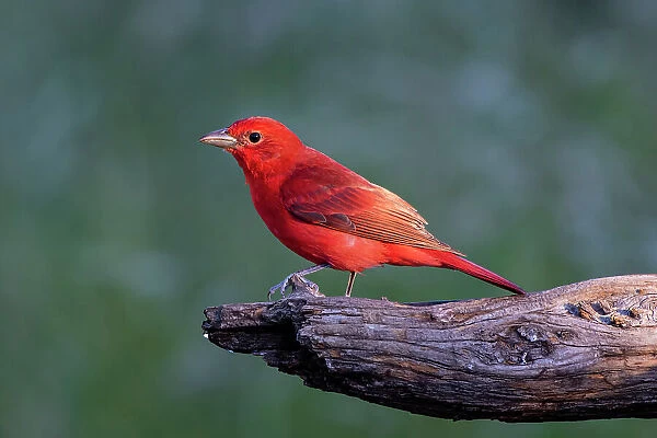 Summer tanager male drawn to dripping water