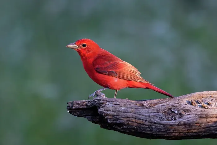 Framed Print : Summer tanager male drawn to dripping water