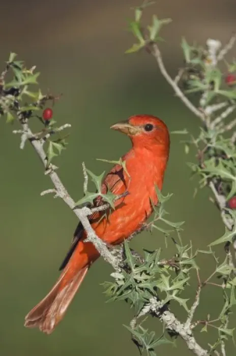 Framed Print : Summer Tanager, Piranga rubra, male eating Agarita (Berberis trifoliolata) berries Framed Print : Summer Tanager, Piranga rubra, male eating Agarita (Berberis trifoliolata) berries