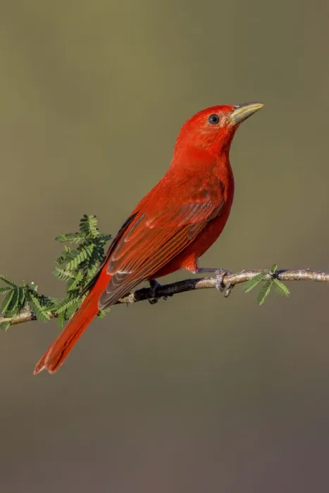 Framed Print : Summer tanager, Rio Grande Valley, Texas Framed Print : Summer tanager, Rio Grande Valley, Texas