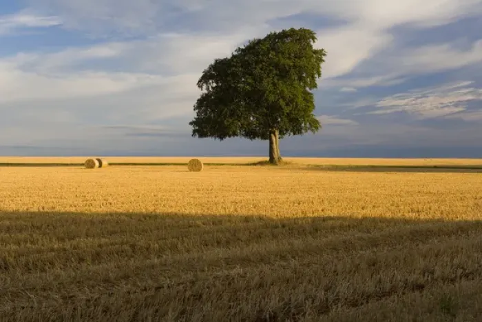 Framed Print : Summer tree & stubble, Gloucestershire, England, UK