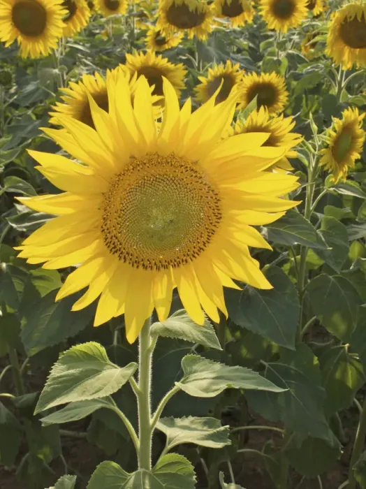 Framed Print : Summer in Tuscany: sunflowers