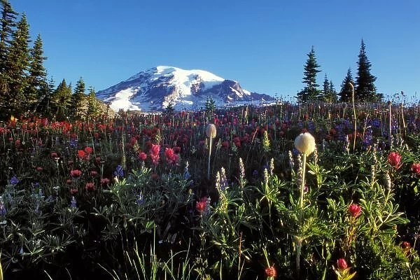summer wildflowers at the base of Mount Rainier, Washington