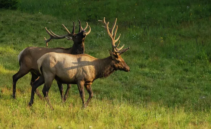Framed Print : Summertime bull elk, Rocky Mountains, Colorado, USA