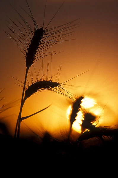 Sun creates silhouettes of wheat plants at sunset  /  sunrise