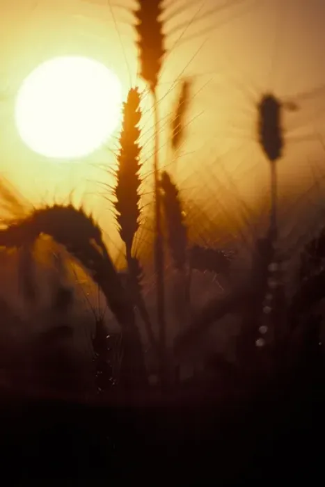 Framed Print : Sun creates silhouettes of wheat plants at sunset  /  sunrise