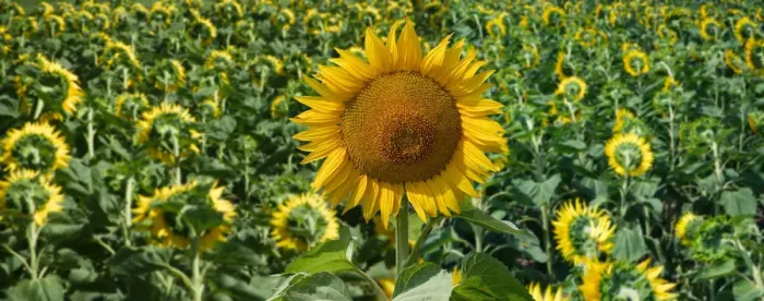 Framed Print : Sun flowers