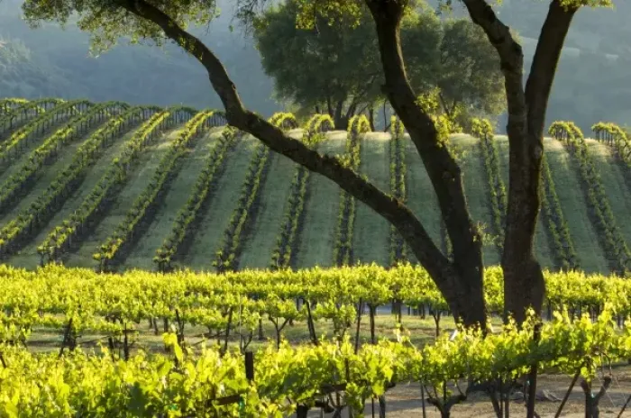 Framed Print : Sun light makes the vines glow in vineyard of Gold Hill Vineyard & Brewery above Framed Print : Sun light makes the vines glow in vineyard of Gold Hill Vineyard & Brewery above