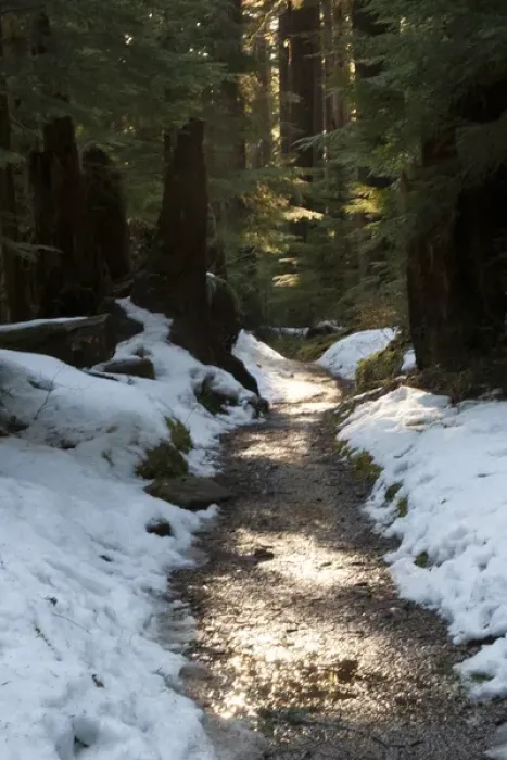 Framed Print : Sun lit trail, Olympic National Park, Washington, USA Framed Print : Sun lit trail, Olympic National Park, Washington, USA