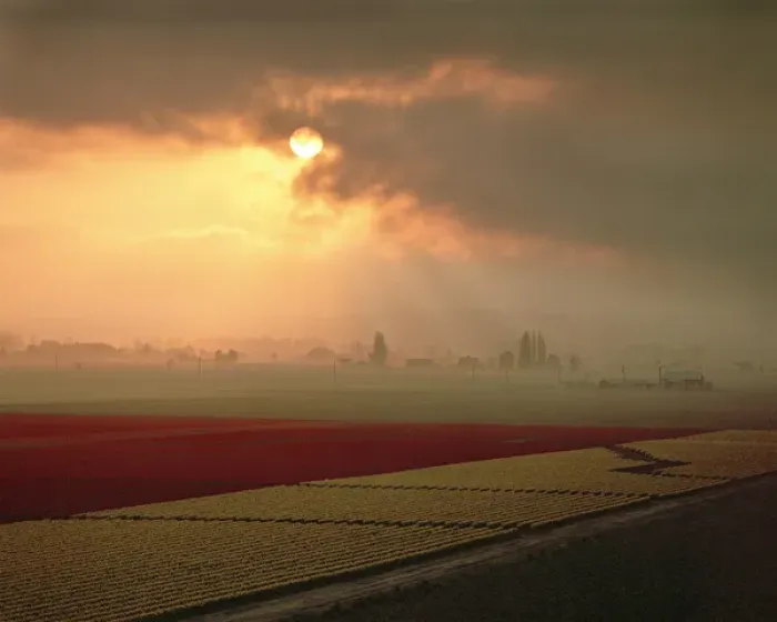 Framed Print : The sun is sending light shafts across the flower fields of the Skagit Valley