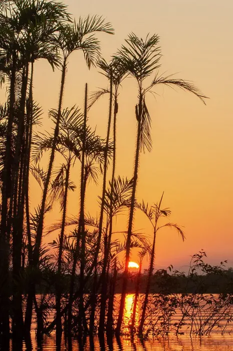 Framed Print : The sun sets at Latitude 0 during this equatorial sunset in the Amazon Framed Print : The sun sets at Latitude 0 during this equatorial sunset in the Amazon