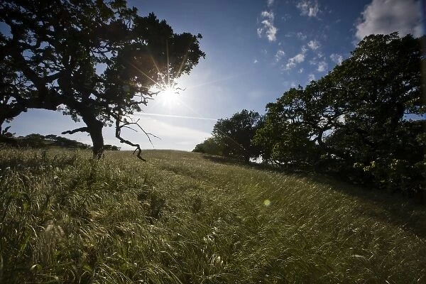 Sun shines through a California oak and over a grassy hillside on a sunny afternoon