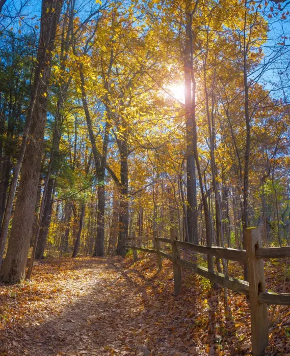 Framed Print : Sun shining through colorful Fall foliage Framed Print : Sun shining through colorful Fall foliage