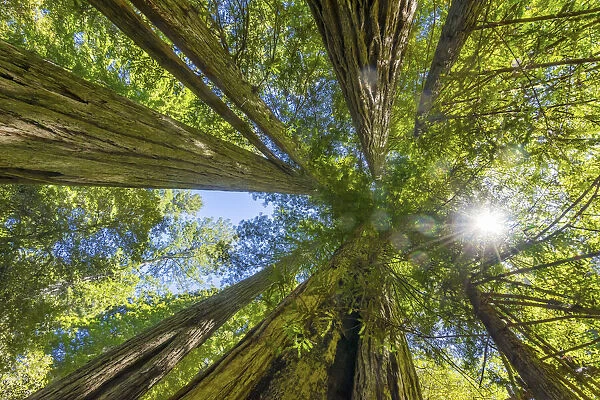 Sun shining through towering tree, Redwoods National Park, Newton B Drury Drive