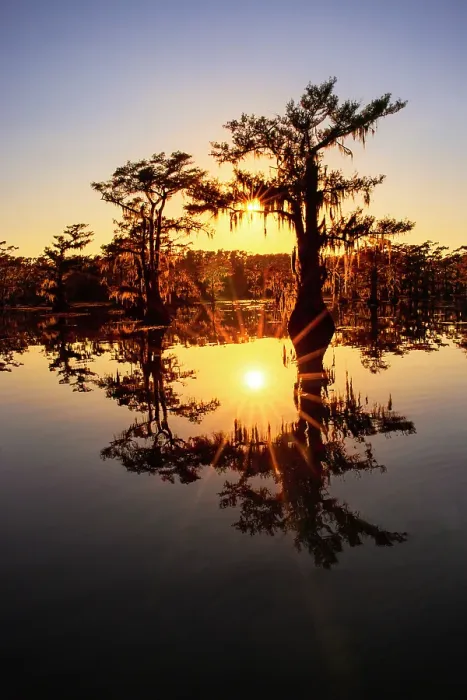 Framed Print : Sun star and stand of bald cypress trees, silhouetted at sunrise, Caddo Lake, Texas Framed Print : Sun star and stand of bald cypress trees, silhouetted at sunrise, Caddo Lake, Texas