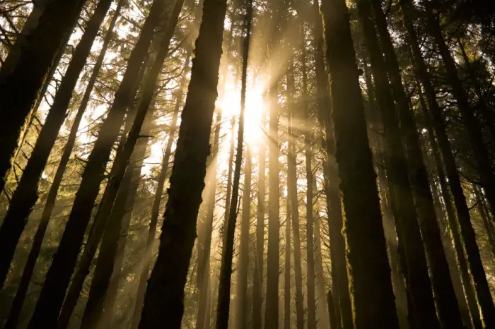 Framed Print : Sunbeam in wooded rainforest, Olympic National Park, Washington State, USA Framed Print : Sunbeam in wooded rainforest, Olympic National Park, Washington State, USA