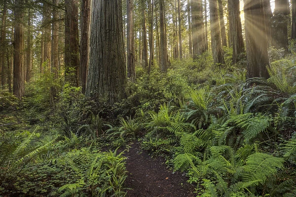 Sunbeams and pathway through ferns and redwood trees, Del Norte Coast Redwoods State Park