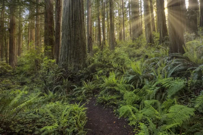 Framed Print : Sunbeams and pathway through ferns and redwood trees, Del Norte Coast Redwoods State Park