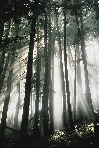 Sunbeams streaming through trees, Mount Rainier National Park, Washington, USA
