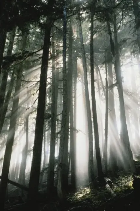 Framed Print : Sunbeams streaming through trees, Mount Rainier National Park, Washington, USA
