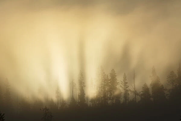 Sunbeams over trees, Midway Geyser Basin, Yellowstone National Park, Wyoming  /  Montana