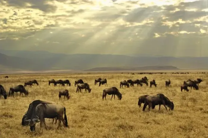 Framed Print : Sunbeams and Wildebeest Framed Print : Sunbeams and Wildebeest