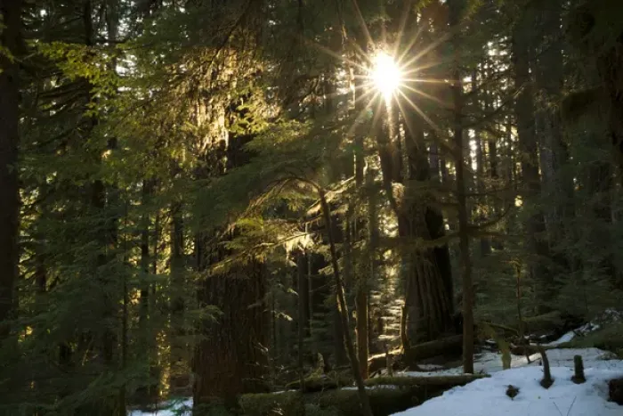 Framed Print : Sunburst in the rainforest, Olympic National Park, Washington, USA Framed Print : Sunburst in the rainforest, Olympic National Park, Washington, USA