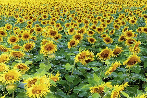 Sunflower field in bloom Jasper County, Illinois