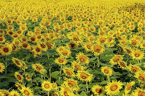Sunflower field in bloom Jasper County, Illinois