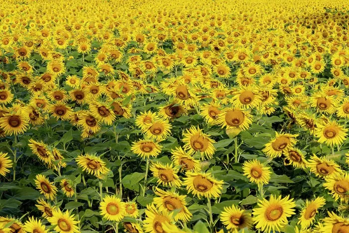 Framed Print : Sunflower field in bloom Jasper County, Illinois Framed Print : Sunflower field in bloom Jasper County, Illinois